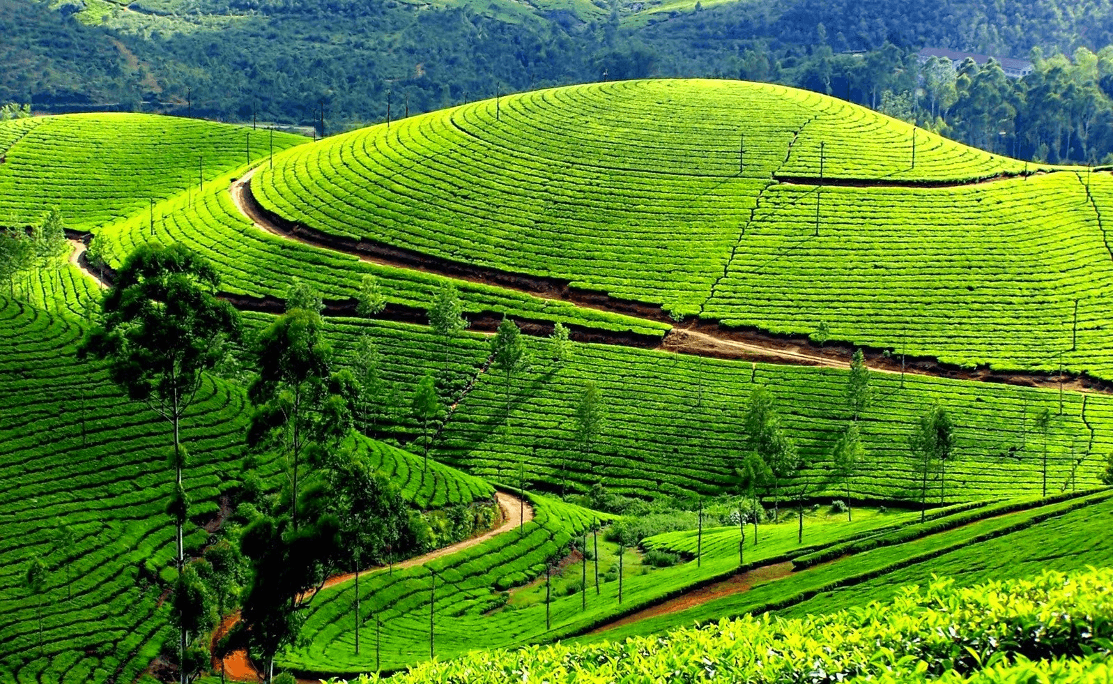 Ooty
