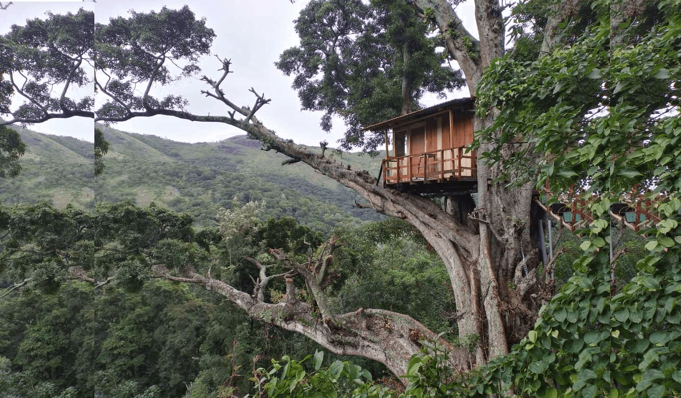 Tree house